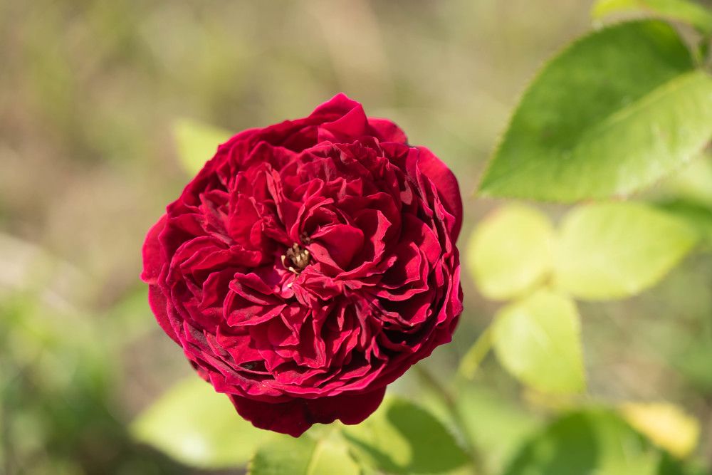 Photograph by Кристина