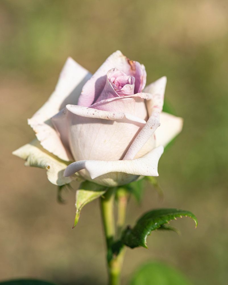 Photograph by Кристина