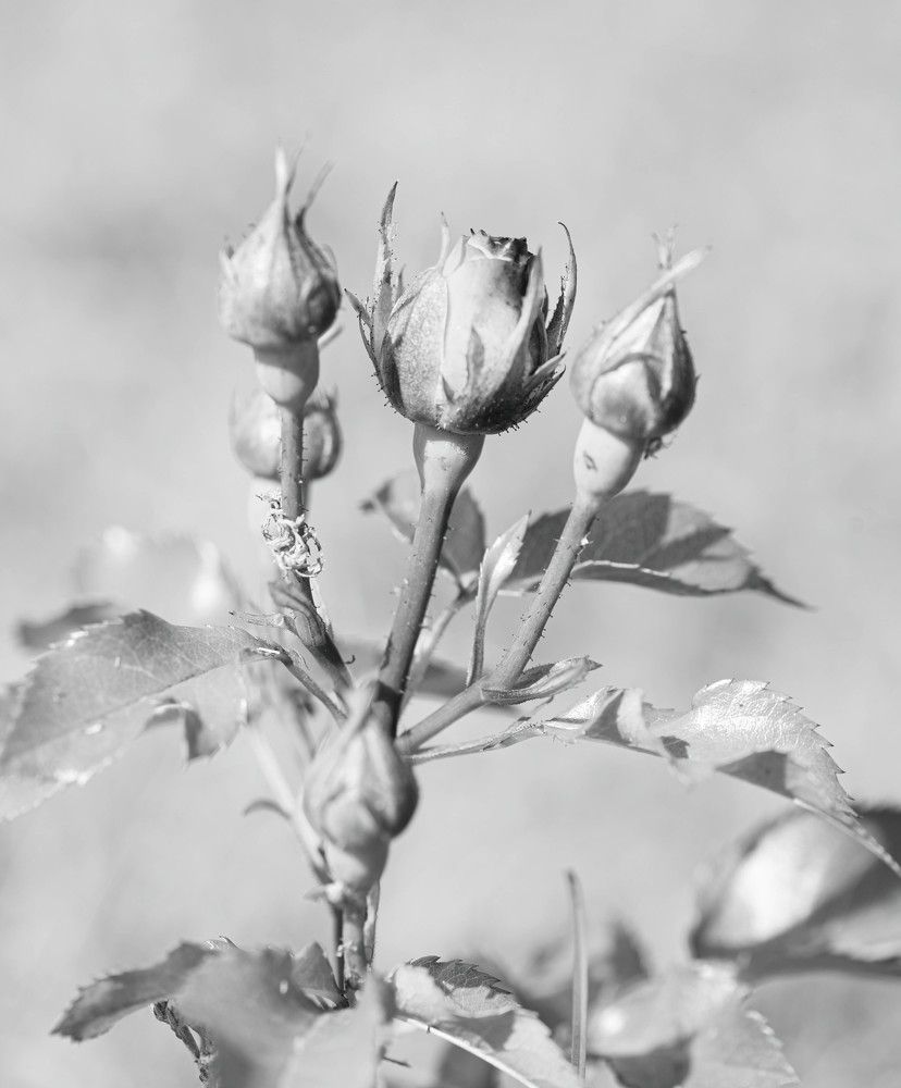 Photograph by Кристина