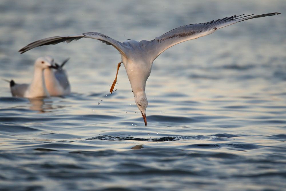 Photograph by Сергей Шкарупо