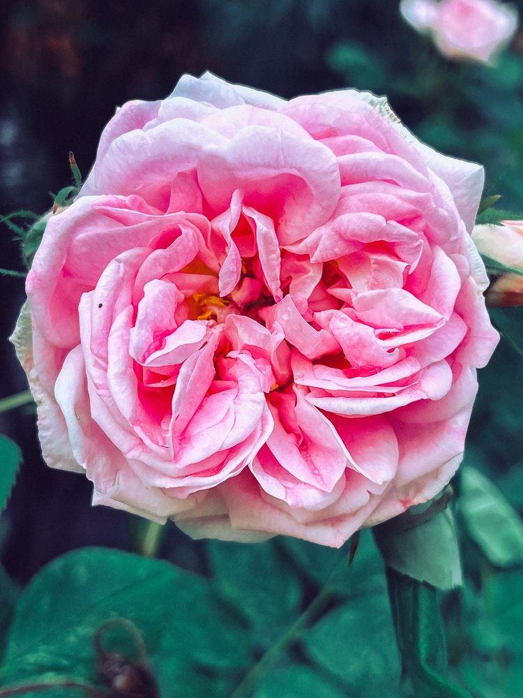 Photograph by Дарья Эглите