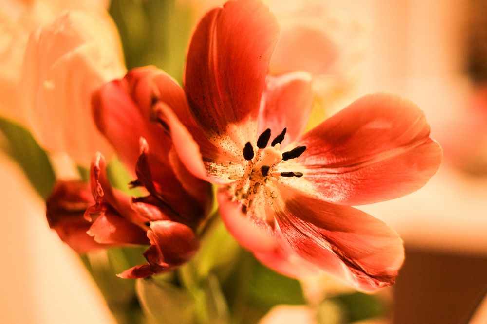 Photograph by Елена Квасова