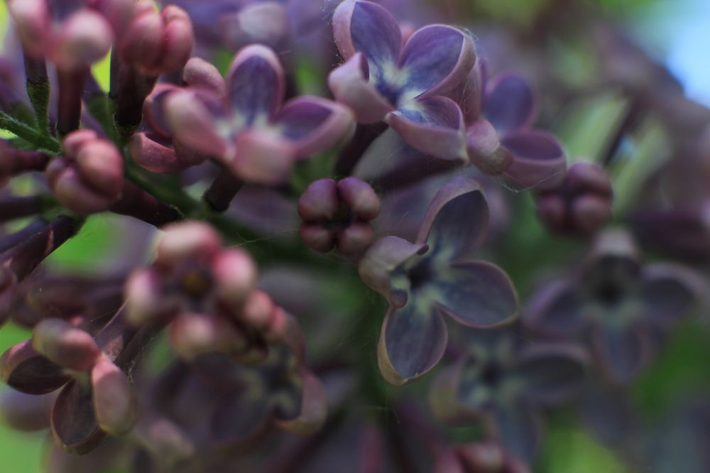 Photograph by Anton Hantov