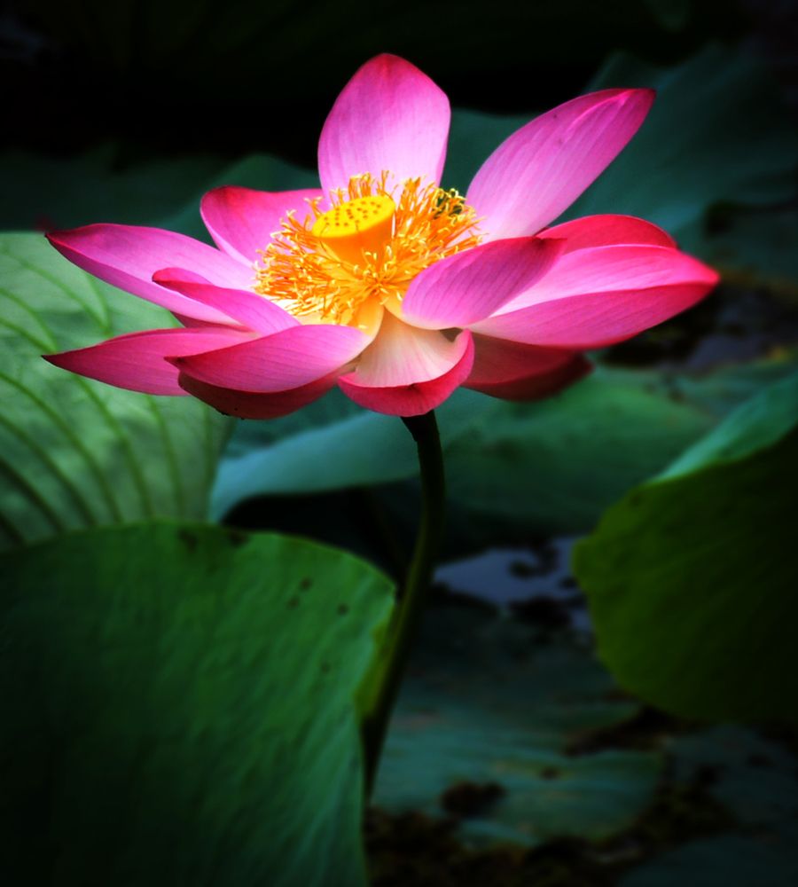 Фотография автора farshad shahani