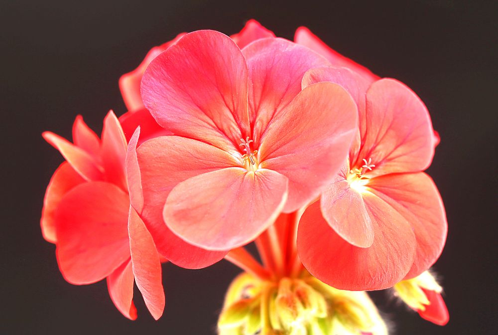 Фотография автора farshad shahani