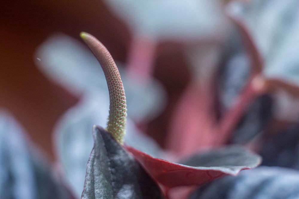 Photograph by Bogdan Tarasov