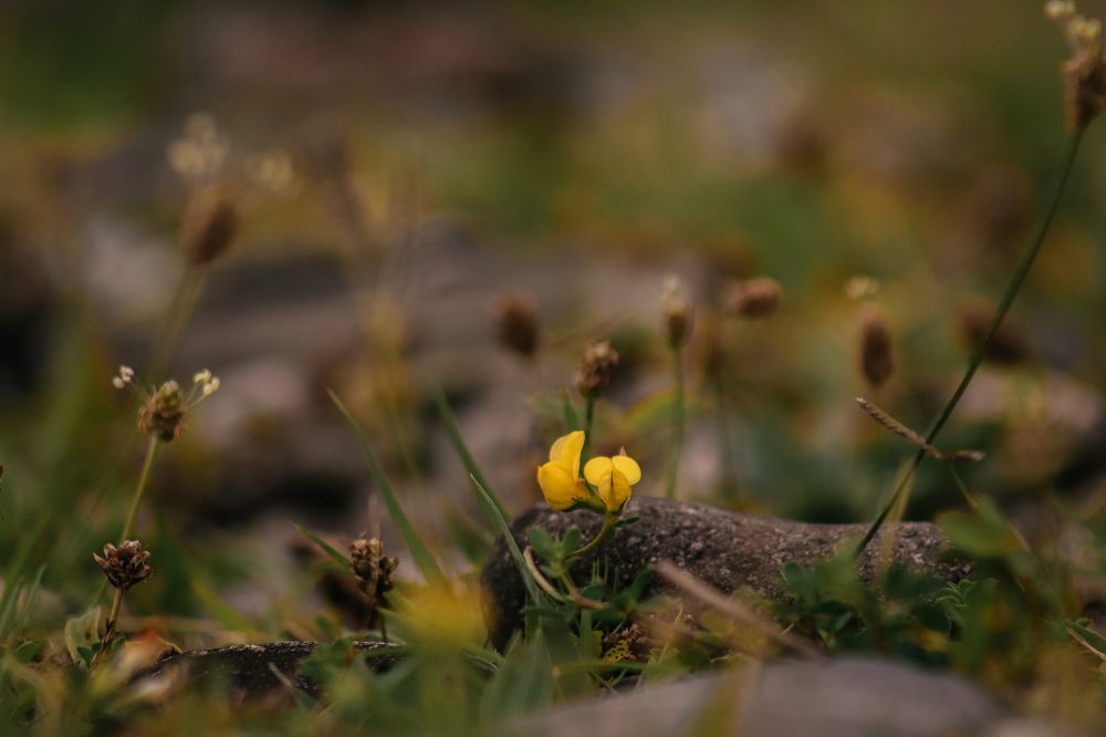 Photograph by Екатерина Нальгиева