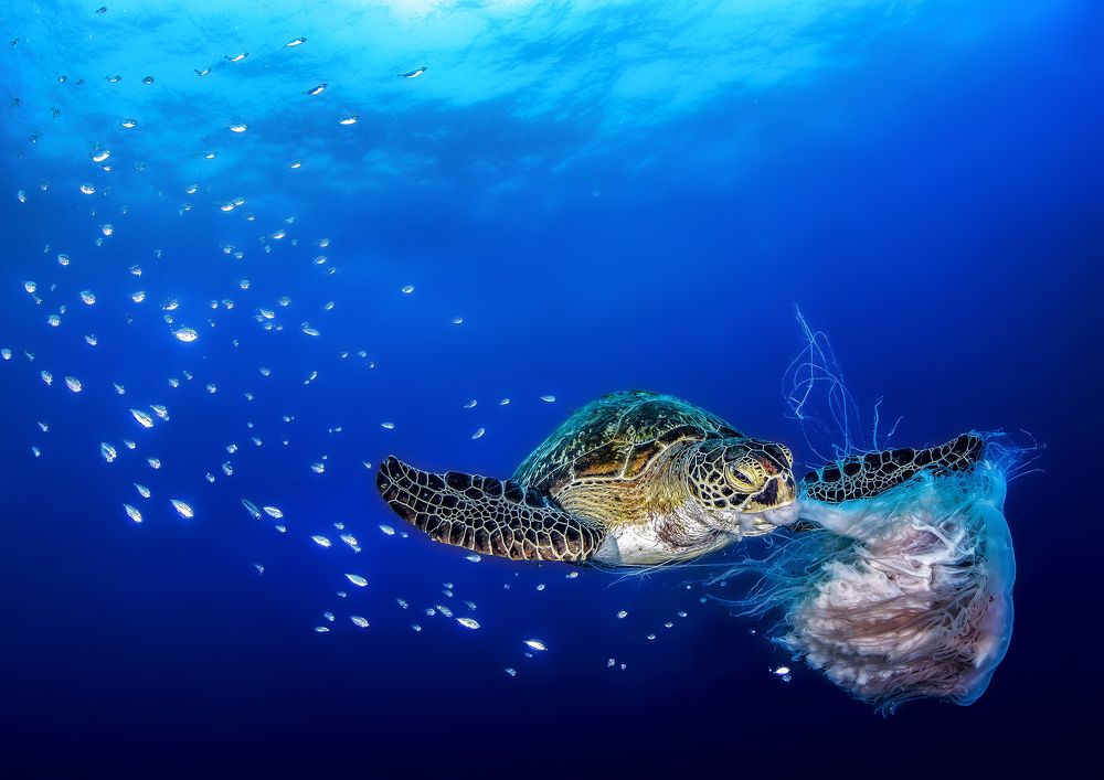 Photograph by Paula Vianna