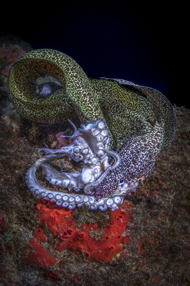 Фотография автора Paula Vianna