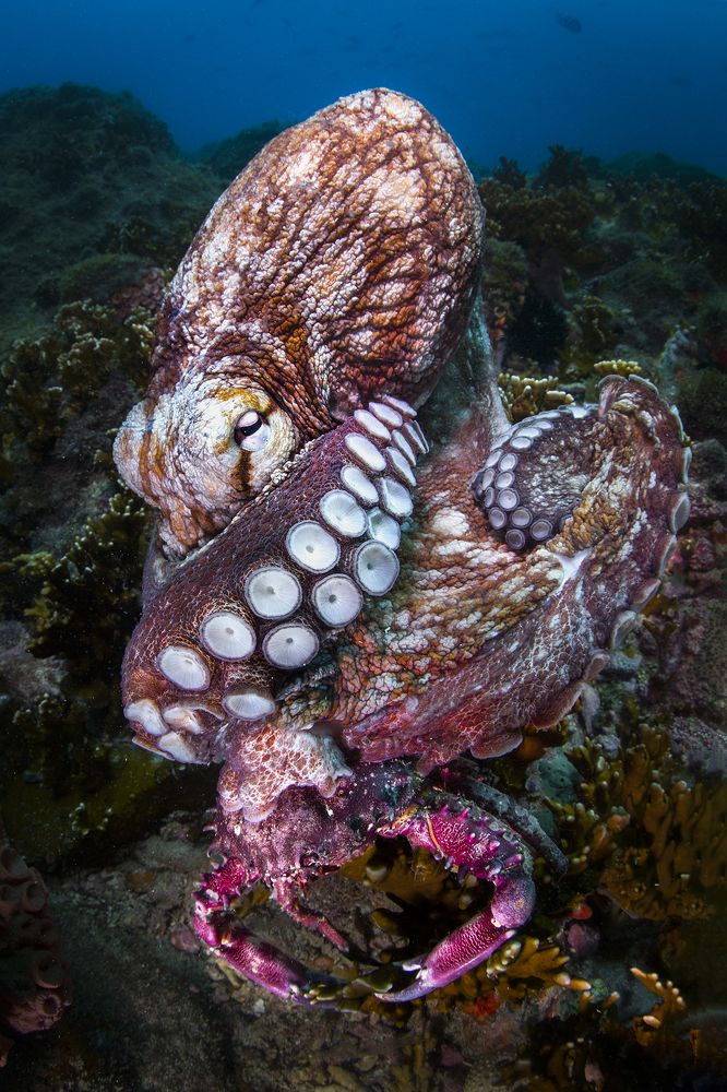 Фотография автора Paula Vianna