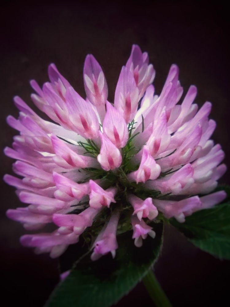 Photograph by Ольга Вороная