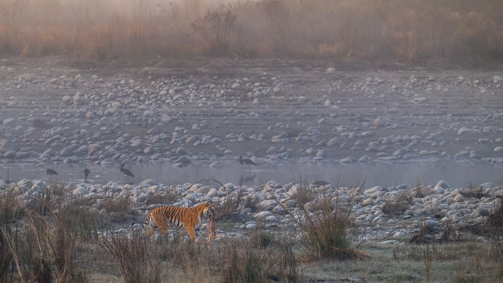 Photograph by Anthony Suraj Gomes