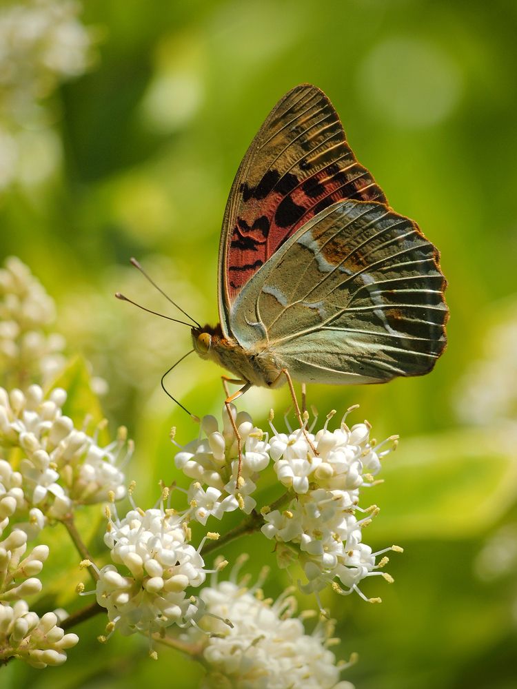 Photograph by Farid Ataei