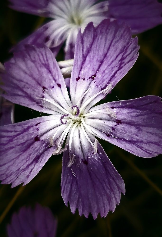 Photograph by Ольга Глущенко