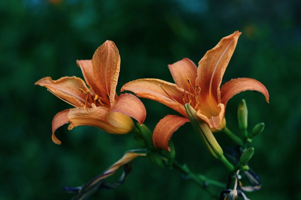 Фотография автора Olga Shchetinina