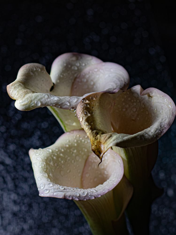 Photograph by Дмитрий Давидов