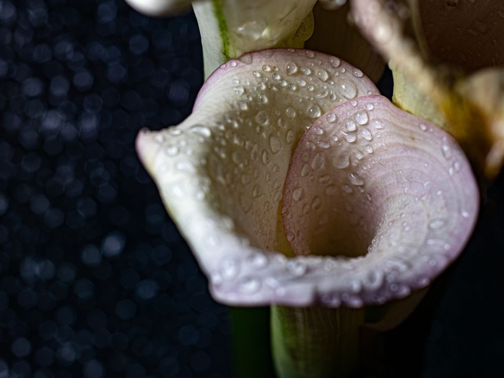 Photograph by Дмитрий Давидов