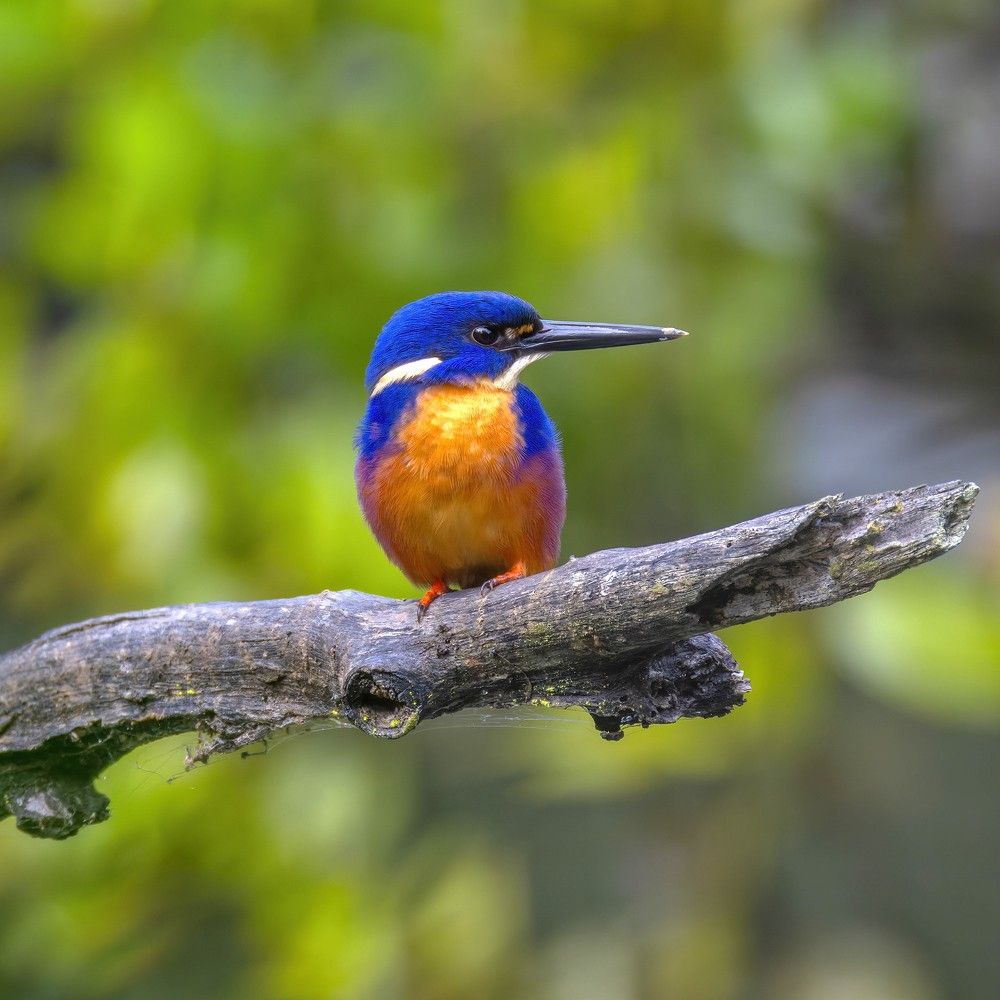 Azure Kingfisher