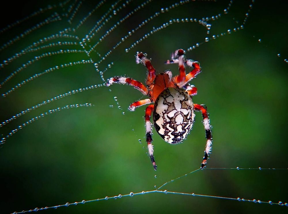 Крестовик за работой.