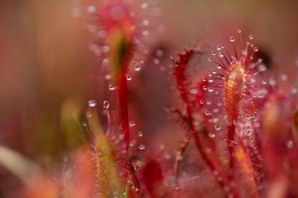 Photograph by Марина Зборацкая