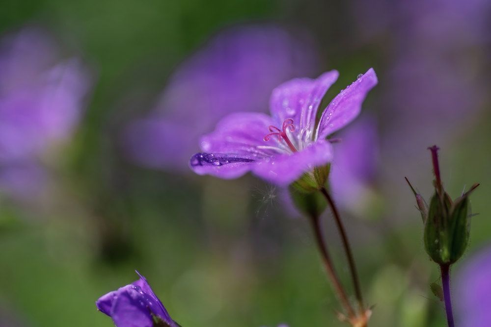 Photograph by Марина Зборацкая