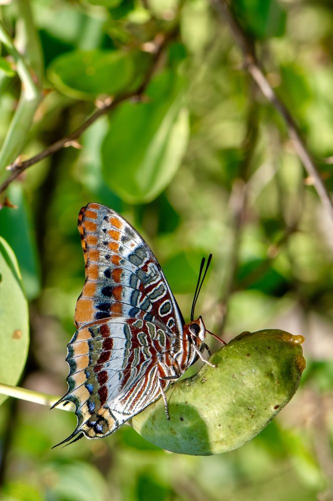 Фотография автора Cennet Gökbilen