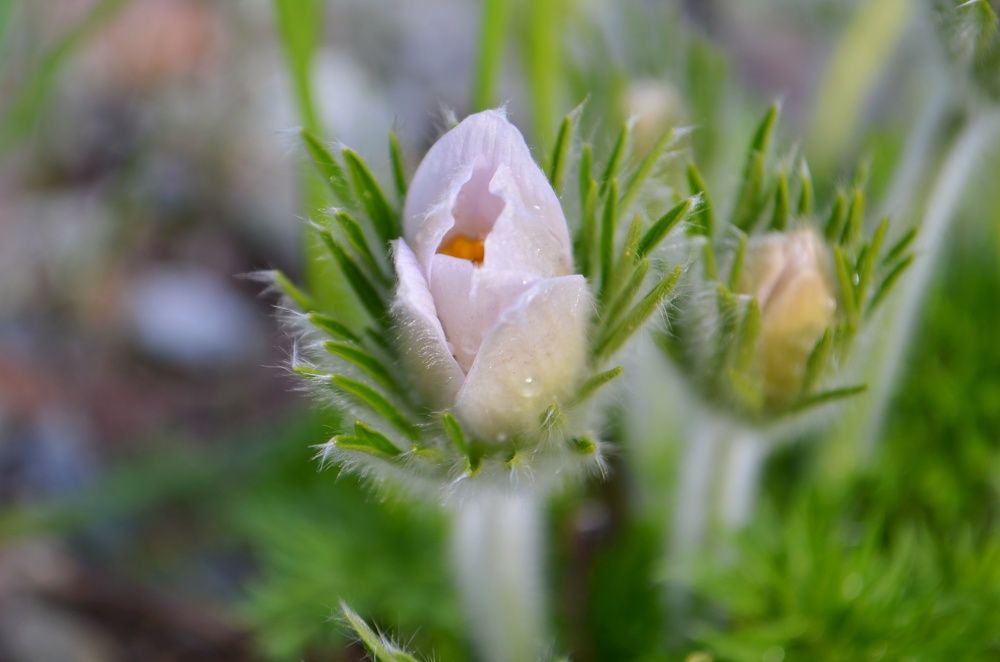 Photograph by Margareth Tikhonova