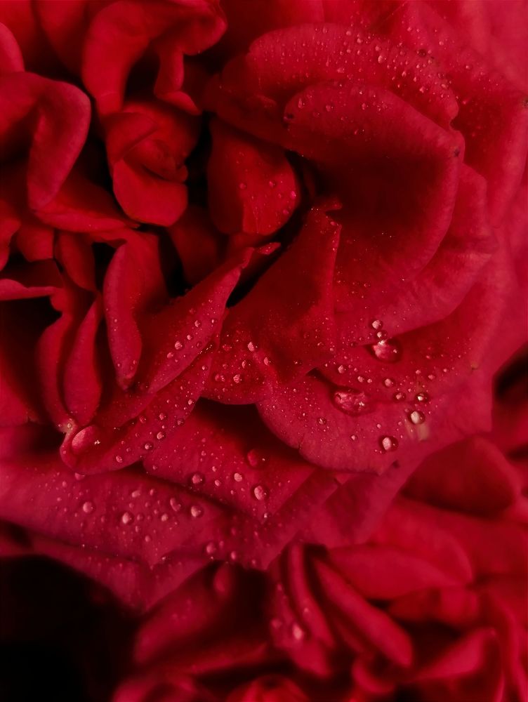 Photograph by Светлана Таркан