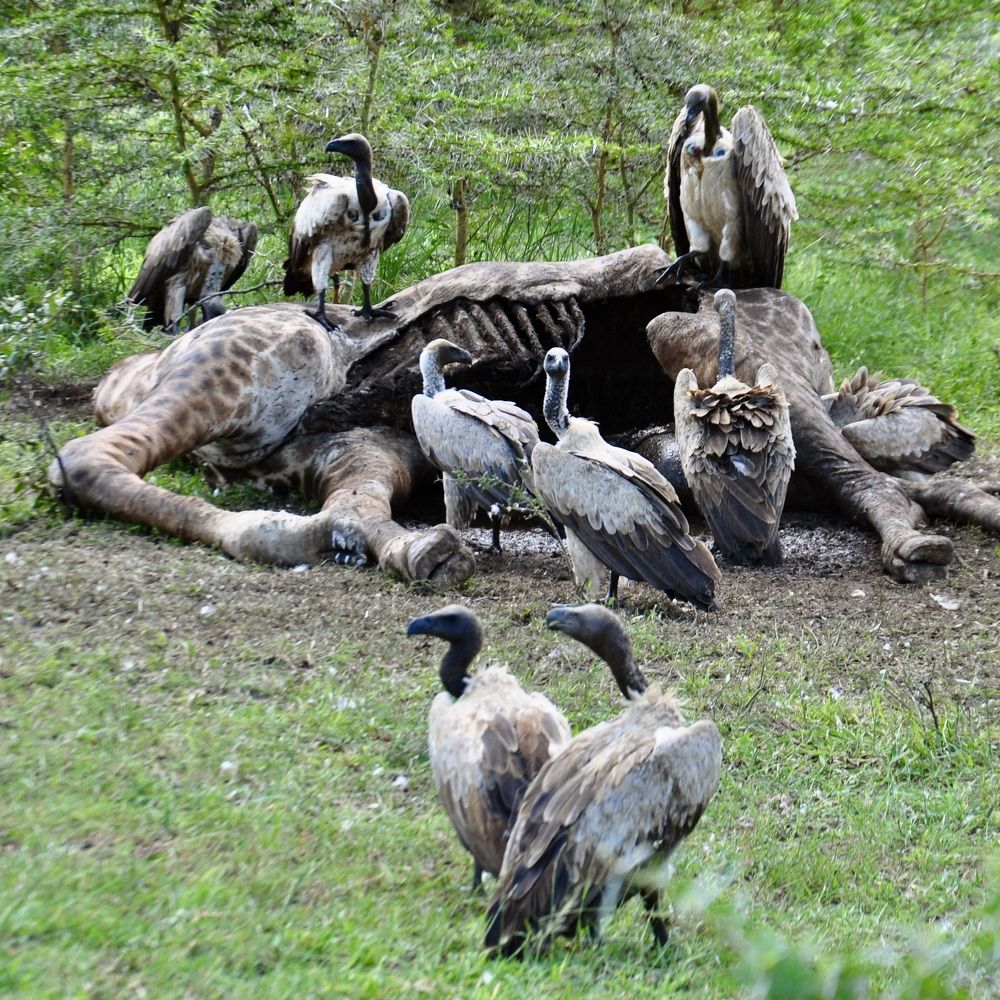Vulture Feast