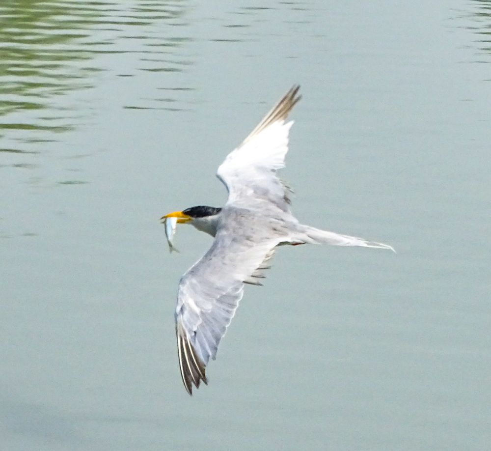 Photograph by Saeed Ahmed Abbasi