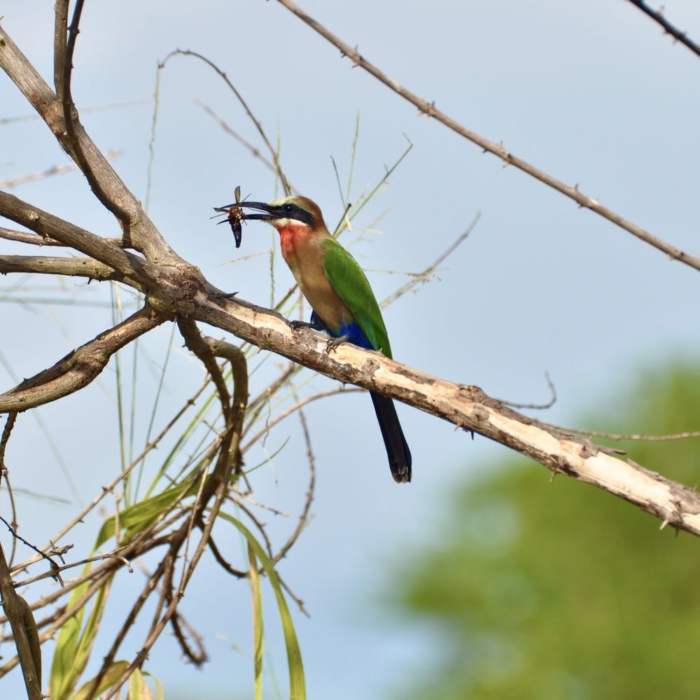 African Bee-Eater