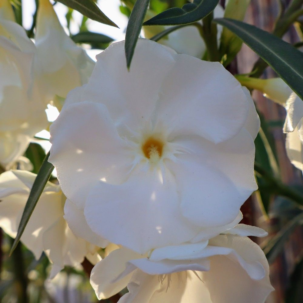 Photograph by Katiaponzini