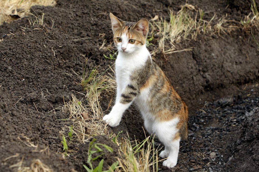 Photograph by Виктор Коршунов