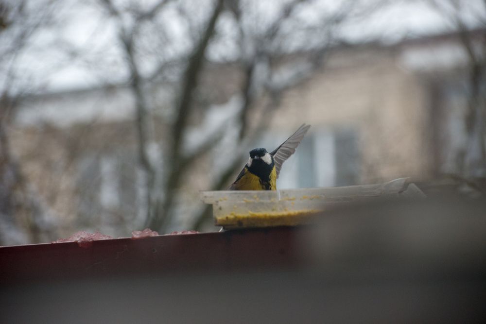 Фотография автора Ольга Круковская