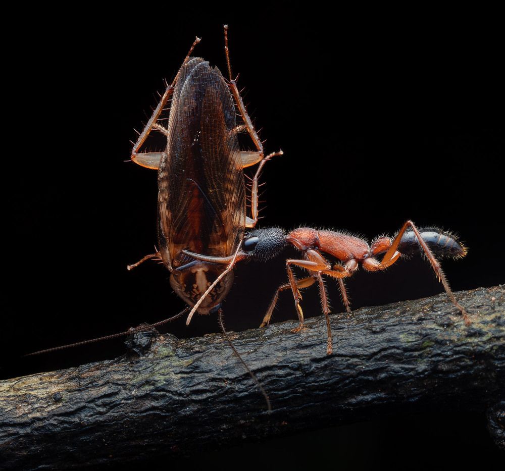 Photograph by Manjunath S