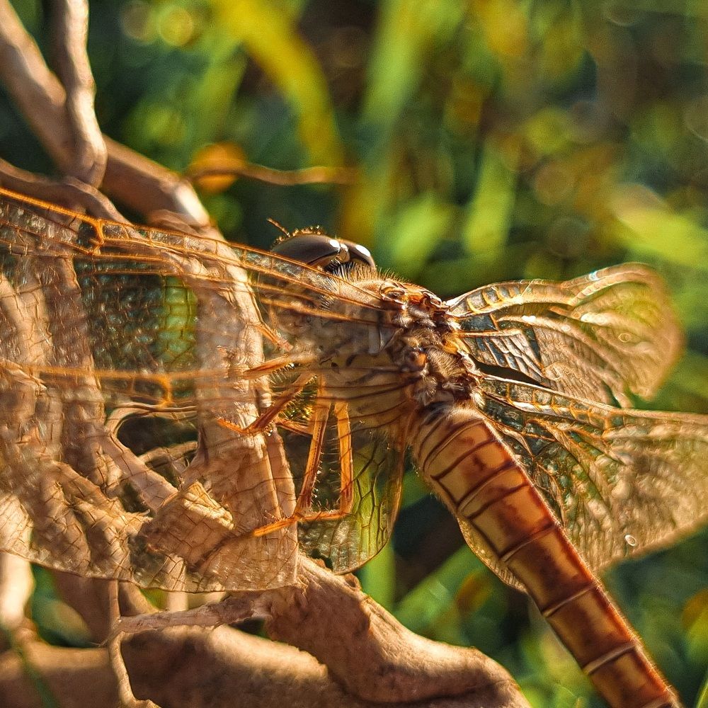Dragonfly closeup