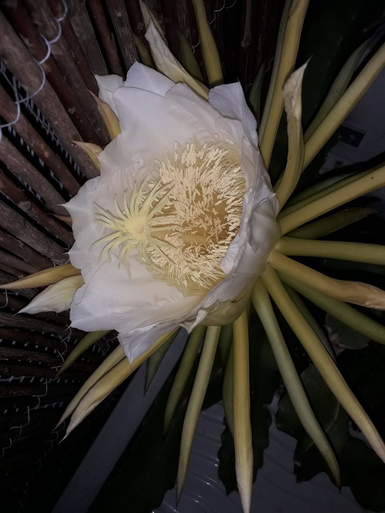 Photograph by Katiaponzini