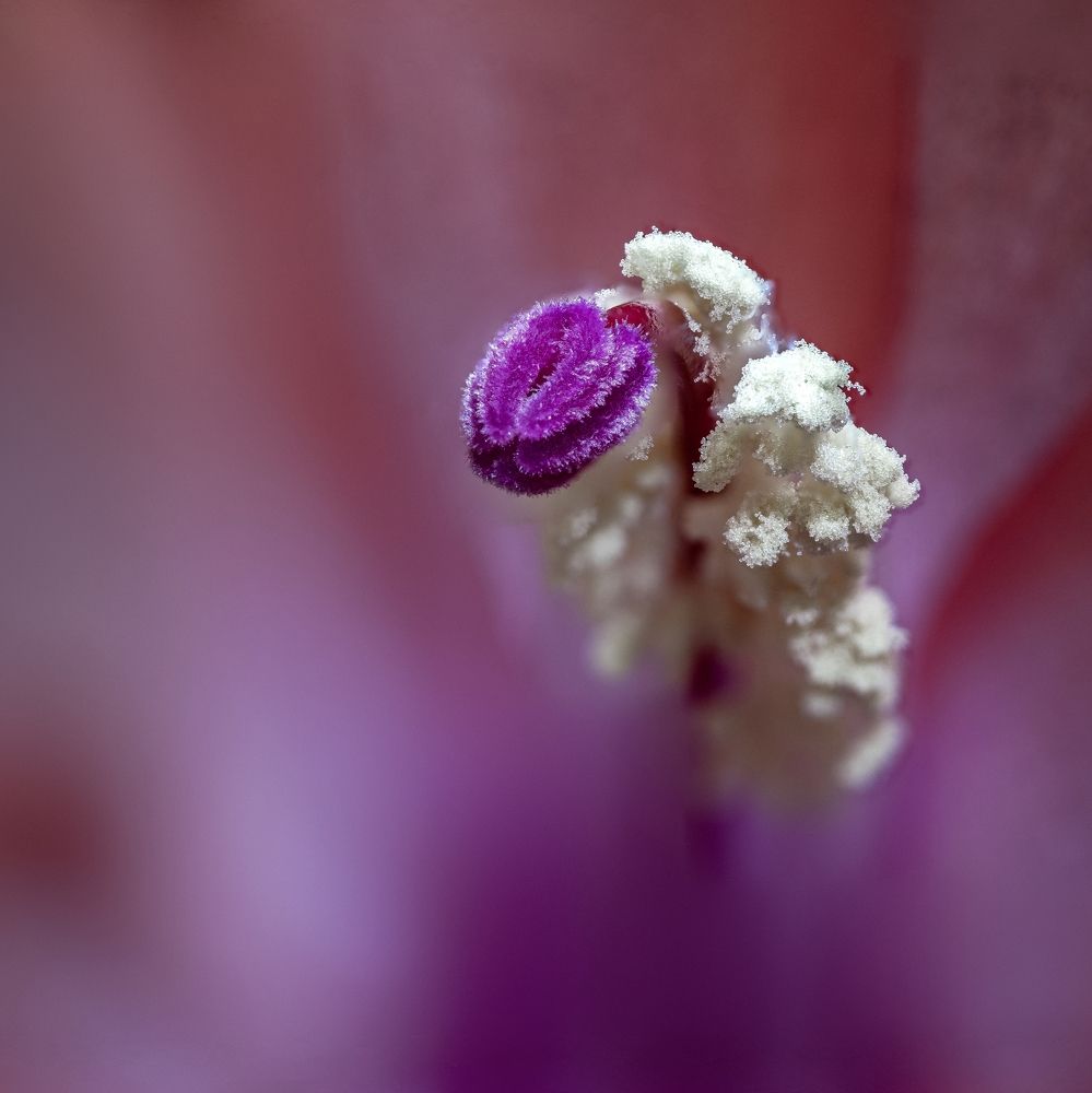 Photograph by Jiří Hakauf