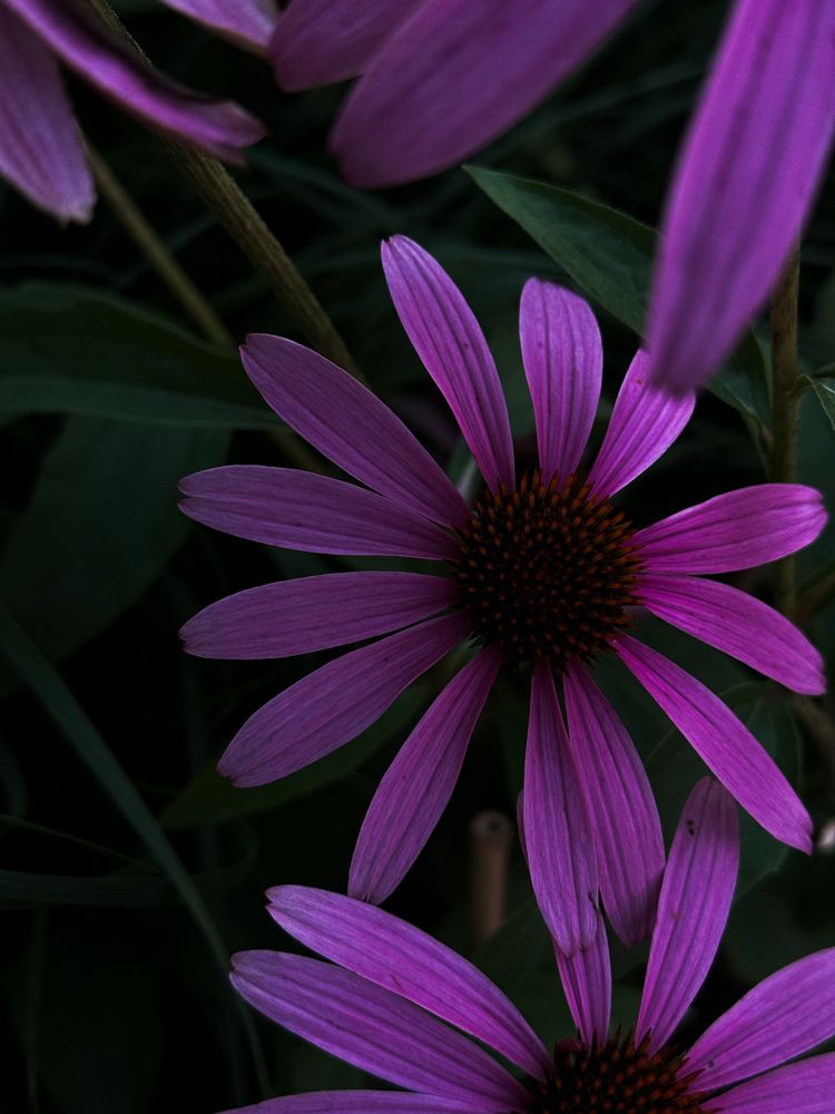 Photograph by Татьяна Шапочка
