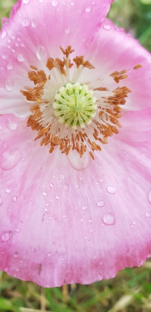 Фотография автора Ольга Мусина