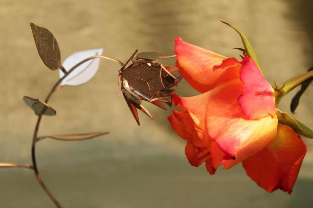 Фотография автора Колосова Елена