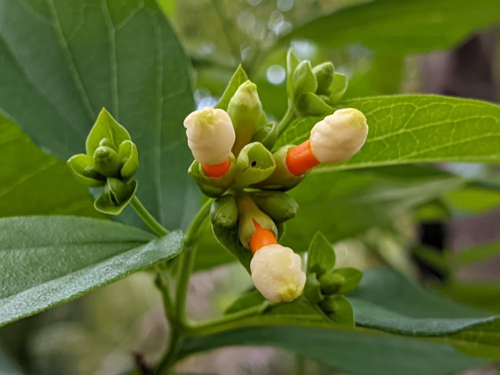 Photograph by DILEKSHAN S HHT KS