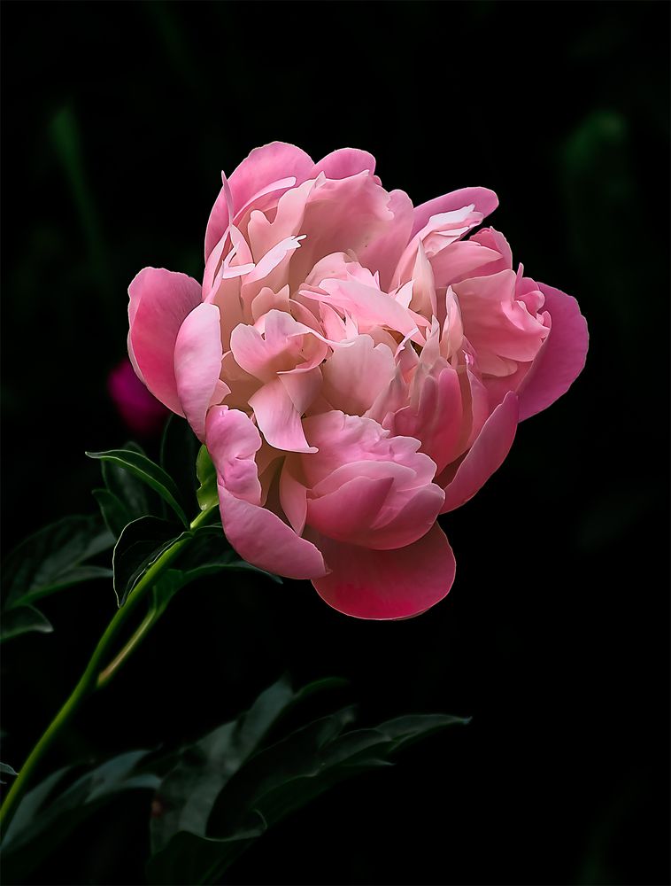 Photograph by Пушкин Сергей