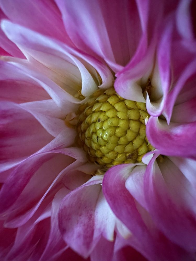 Photograph by Svetlana Rashidova