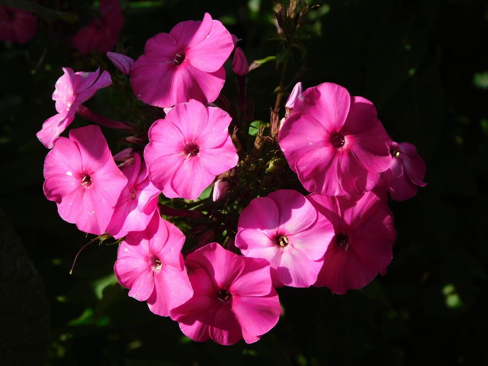 Фотография автора Кулиш Татьяна