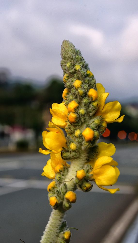 Photograph by Muzaffer Sütlüoğlu