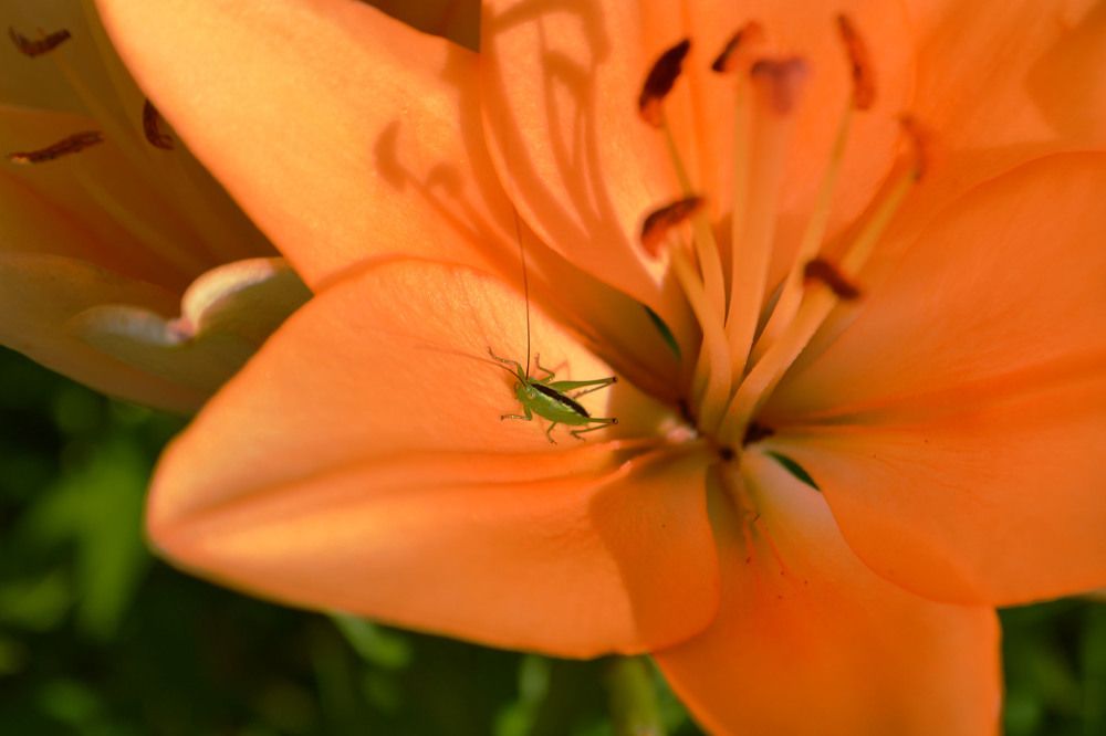 Photograph by Анна Лазарева