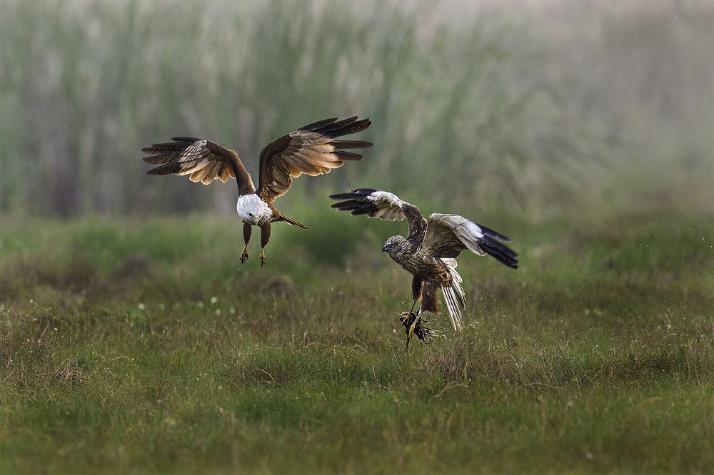 Photograph by apurba Das