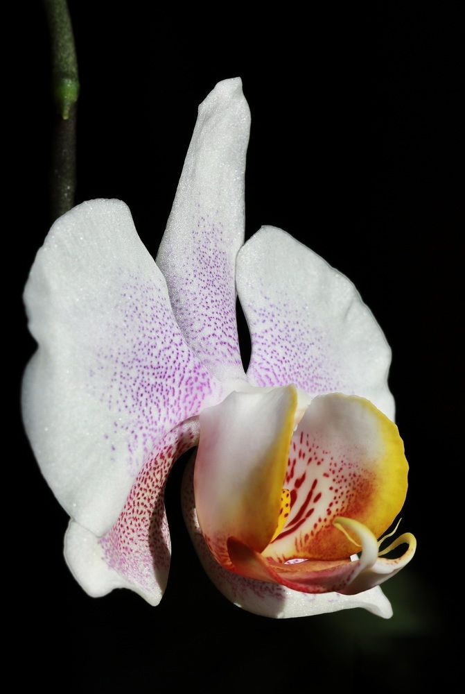 Photograph by Елена Тимченко