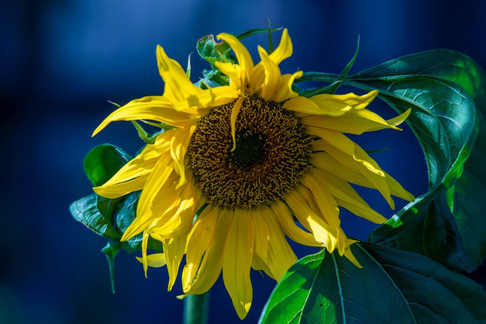 Фотография автора Сергей Чесноков